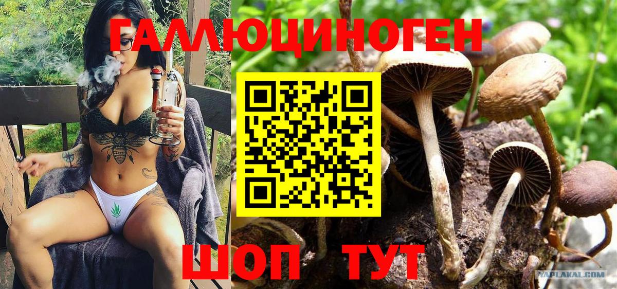 наркотики  Вход с VPN  Биробиджан  Псилоцибиновые грибы Psilocybine cubensis 